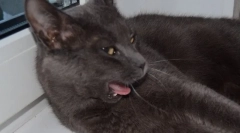 Czy koty mogą wiedzieć, jak mówić?